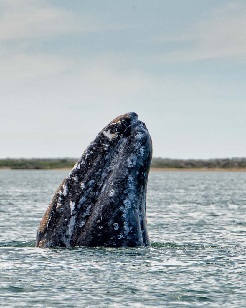 blue whale closeup